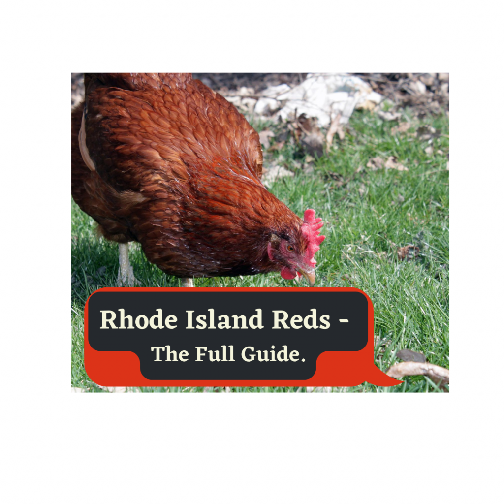 Rhode Island Red The Full Guide in 2024 My Chicken Guide