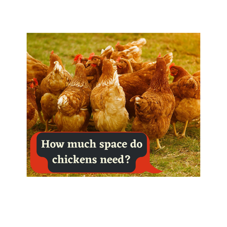 how much space do chickens need