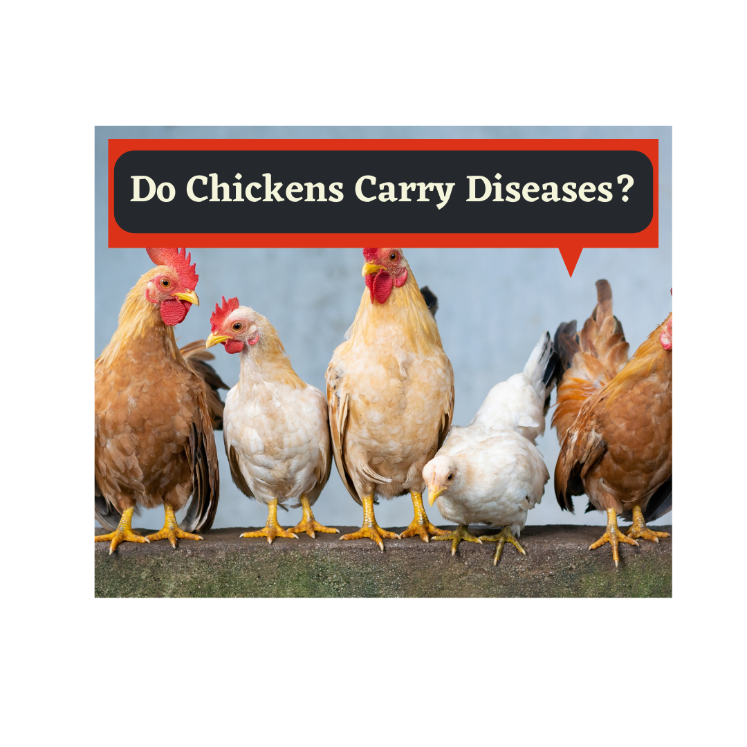 do chickens carry diseases