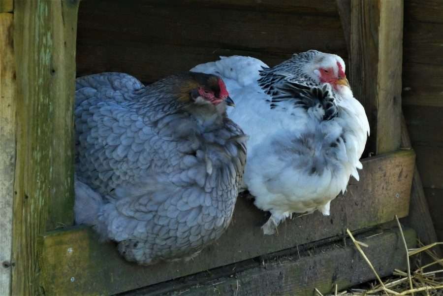 chickens-gd21c3a7dd_1920 water belly in Chickens