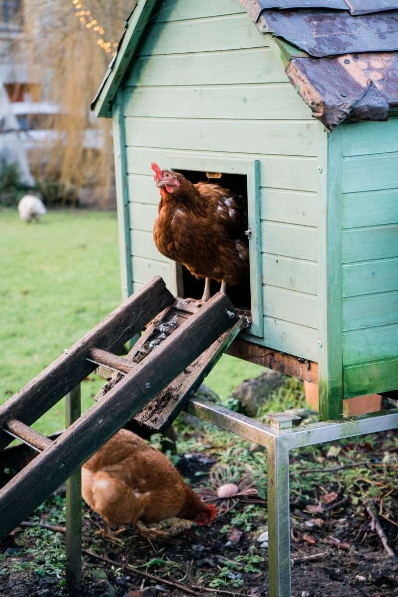best paint or stain for chicken coop
