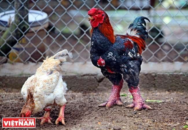 biggest chicken breed