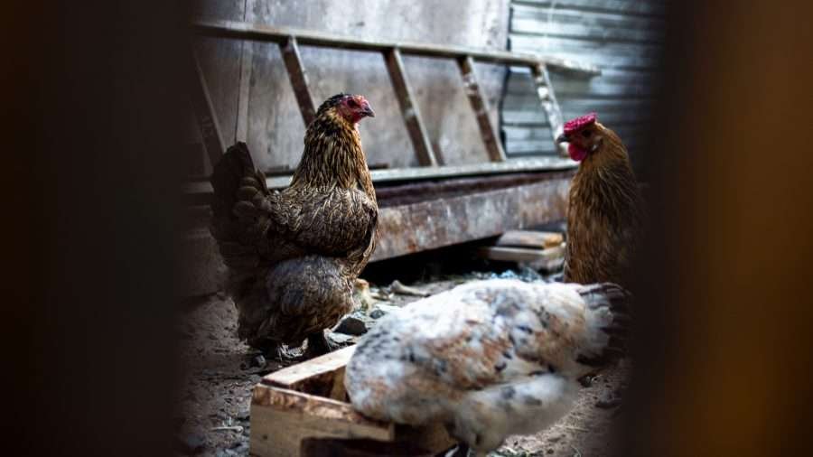 easter egger chickens for sale