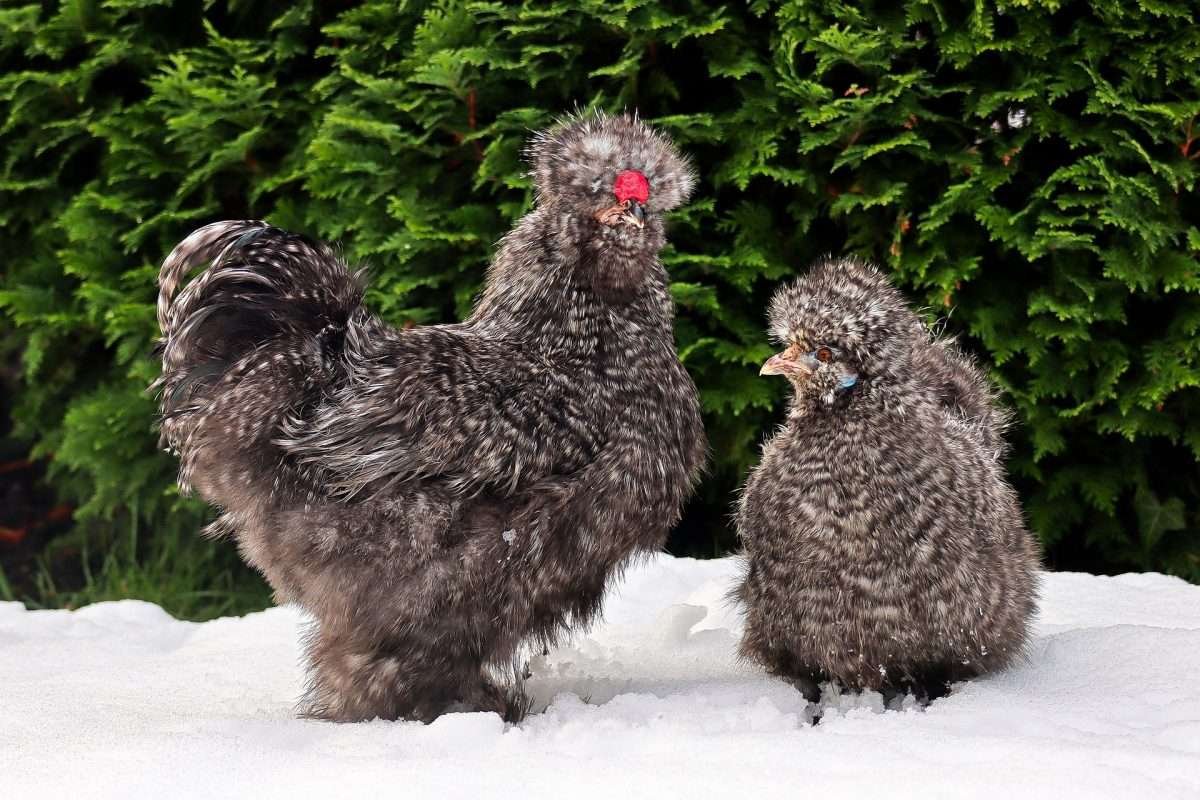 How cold can chickens tolerate the 10 most effective tips for winter