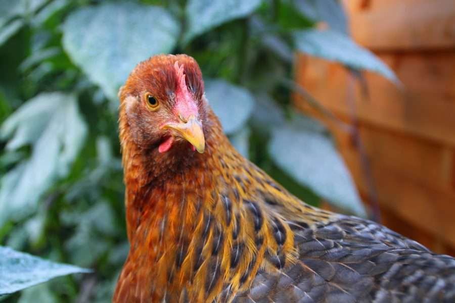 bielefelder chicken