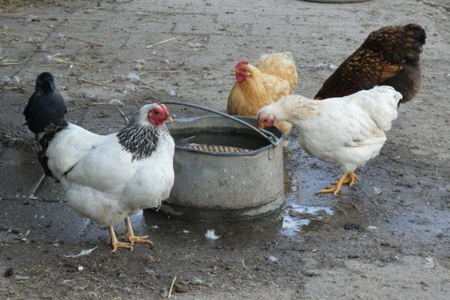 automatic chicken waterer