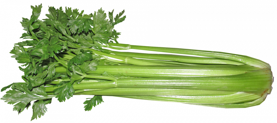 can chickens eat celery