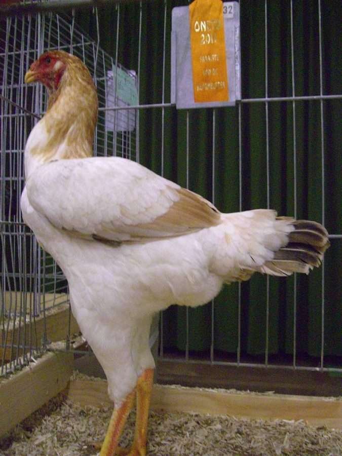 malay chicken